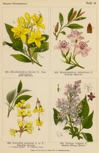 Rhododendron Flavum, Rhododendron Dahuricum, Forsythia Suspensa, Syringa Vulgaris (litografía en color) de (after) German School