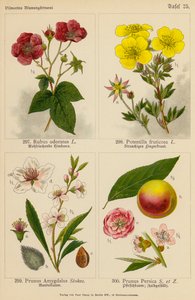 Rubus Odoratus, Potentilla Fruticosa, Prunus Amygdalus, Prunus Persica (litografía en color) de (after) German School