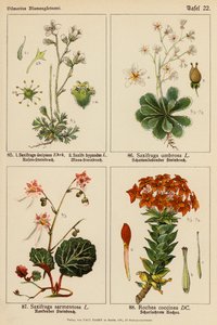 Saxifraga Decipiens, Saxifraga Hypnodes, Saxifraga Umbrosa, Saxifraga Sarmentosa, Rochea Coccinea (colour litho) de (after) German School