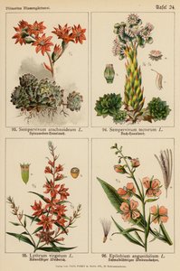 Sempervivum Arachnoideum, Sempervivum Tectorum, Lythrum Virgatum, Epilobium Angustifolium (litografía en color) de (after) German School