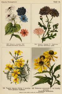 Senecio Cruentus, Senecio Elegans, Tagetes Signatus, Helenium Autumnale (litografía en color) de (after) German School