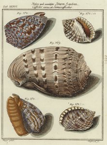 Conchas de (after) German School