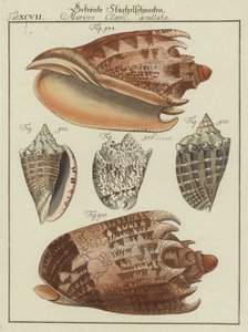 Conchas de (after) German School