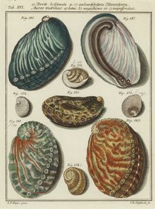 Conchas de (after) German School