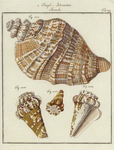 Conchas (grabado coloreado) de (after) German School