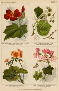 Sphaeralcea Umbellata, Tilia Platyphyllos, Pelargonium Zonale, Pelargonium Peltatum (litografía en color) de (after) German School