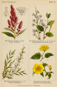 Spiraea Douglasii, Spiraea Prunifolia, Spiraea Thunbergii, Kerria Japonica (litografía en color) de (after) German School
