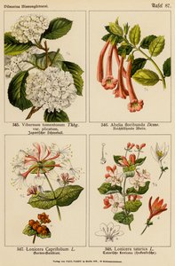 Viburnum Tomentosum, Abelia Floribunda, Lonicera Caprifolium, Lonicera Tatarica (litografía en color) de (after) German School