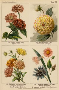 Zinnia Elegans, Dahlia Pinnata, Gaillardia Pulchella, Helipterum Manglesii, Catanche Coerulea (litografía en color) de (after) German School