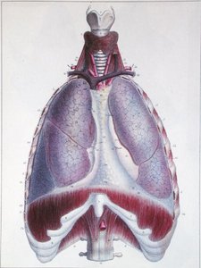 Anatomía de los pulmones, de 