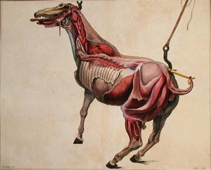 Caballo desollado, de 
