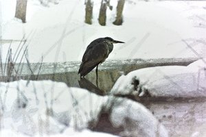 Garza real en la nieve