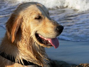 Golden Retriever de Monika Wittrich