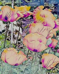 Amapolas. de Margareta Uliarte