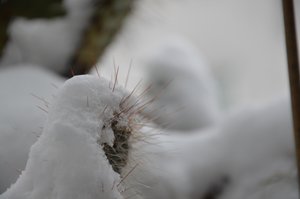 Cactus en invierno