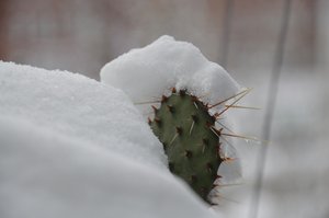 Cactus en invierno II