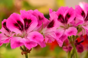 Rosas fotografiadas sobre un fondo suave, natural y artístico.