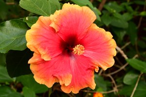 Rosas fotografiadas sobre un fondo suave, natural y artístico.