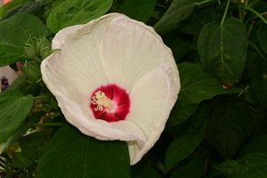 Rosas fotografiadas sobre un fondo suave, natural y artístico.