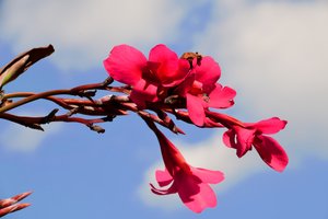 Rosas fotografiadas sobre un fondo suave, natural y artístico.
