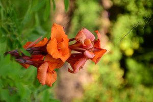 Rosas fotografiadas sobre un fondo suave, natural y artístico.