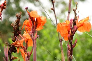 Rosas fotografiadas sobre un fondo suave, natural y artístico.
