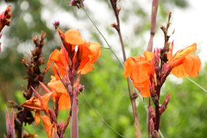 Rosas fotografiadas sobre un fondo suave, natural y artístico.