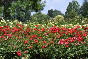 Arte floral al óleo de Albert Mansour