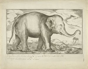 Elefante