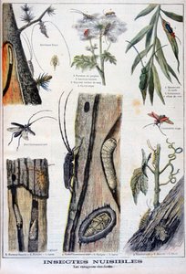 Insectos dañinos que son destructivos para los bosques, 1897 de A Clement
