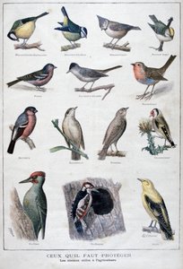 Aves útiles en la agricultura, 1896 de A Clement
