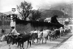 Algunos bueyes utilizados para el transporte de mármol desde las canteras de Apuan son hechos caminar por una carretera en Carrara (foto en b/n) de A. Corsini