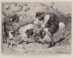 El Pacificador, un Pastor de las Tierras Altas separando dos Carneros Combatientes de A. G. Small