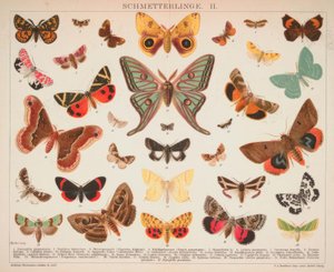Mariposas. II. de A. Reichert