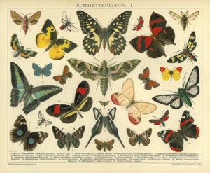 Mariposas. I. de A. Reichert