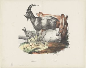 Boucs / Bokken (título en el objeto) de A. van Loco
