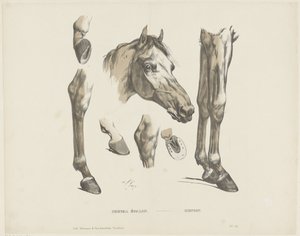 Semental / Hengst (título en el objeto) de A. van Loco
