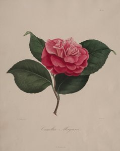 Iconografía del género camelia: No. 171 de Abbé Laurent Berlèse