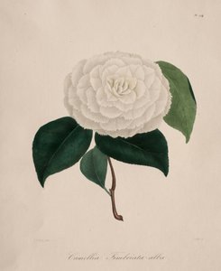 Iconographie du genre camellia: No. 194 de Abbé Laurent Berlèse