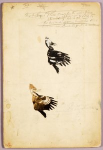 2 plantillas Rush, carpeta de estudio para el libro La ocultación de la coloración en el reino animal de Abbott Handerson Thayer