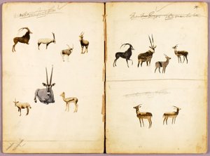 Antílopes, carpeta de estudio para el libro La ocultación de la coloración en el reino animal de Abbott Handerson Thayer