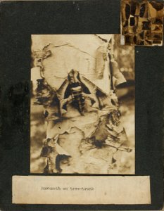 La polilla del halcón en el tronco de un árbol, carpeta de estudio para el libro La ocultación de la coloración en el reino animal