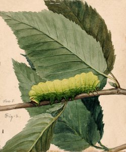Oruga lunar, estudio para el libro Concealing Coloration in the Animal Kingdom, n.d.