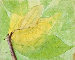 Oruga lunar, estudio para el libro Concealing Coloration in the Animal Kingdom