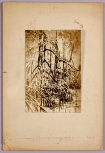 Foto de una marisma, carpeta de estudio para el libro La ocultación de la coloración en el reino animal de Abbott Handerson Thayer