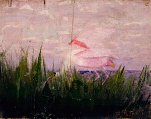 Espátula rosada, estudio para el libro La coloración oculta en el reino animal de Abbott Handerson Thayer