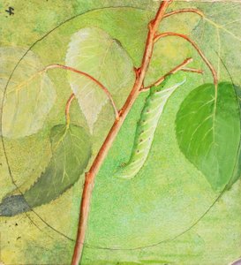 Oruga esfinge, estudio para el libro La coloración oculta en el reino animal