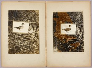 Stencil Ducks, carpeta de estudio para el libro Concealing Coloration in the Animal Kingdom de Abbott Handerson Thayer