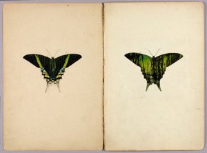 Polilla urania, carpeta de estudios para el libro «Coloración protectora en el reino animal» de Abbott Handerson Thayer