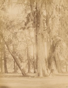 México. Bosque de Chapultepec, cerca de México de Abel Briquet
